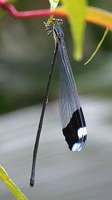 Megaloprepus caerulatus