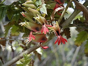 Flores de Melianthus comosus