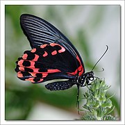 Male Underside