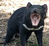 A male Tasmanian devil in an aggressive posture