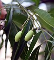 Unripe fruit