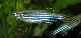 Seeprakala (Danio rerio)