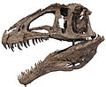 Tèsta d'un Acrocanthosaurus, un exemple de teropòd carnassier