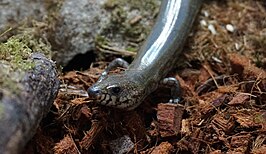 Amphiglossus reticulatus