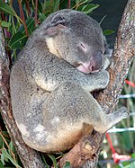 Koala dans un parc de Cairns (Australie)