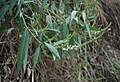 Buddleja asiatica