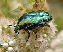 Paprastasis auksavabalis (Cetonia aurata)