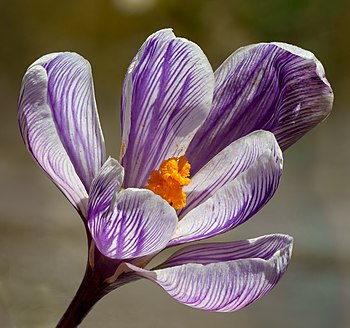 Květ šafránu (Crocus), rostliny z čeledi kosatcovité