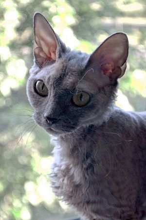 Devon Rex