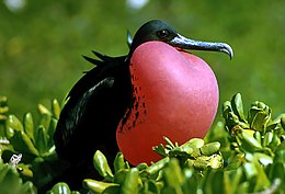 Puošnioji fregata (Fregata magnificens)