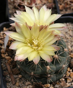 Gymnocalycium andreae