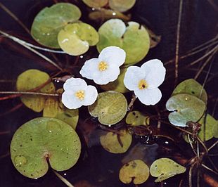 Frøbid (Hydrocharis morsus-ranae).