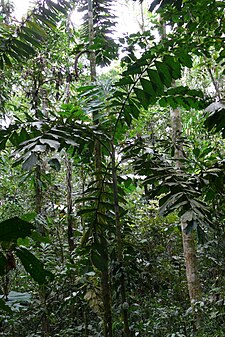 Taraputu sach'a (Iriartea deltoidea)