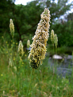 Aas-rebasesaba Alopecurus pratensis