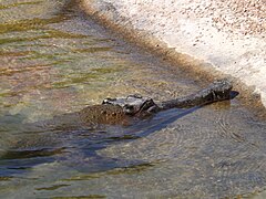 Un faux-gavial d'Afrique