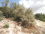 The Retama bush (Rotem)