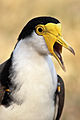 Southern race facial detail. Also shows wing spurs.