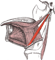 Extrinsic muscles of the tongue. Left side.