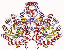 Modello tridimensionale dell'enzima