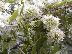 Abelia chinensis