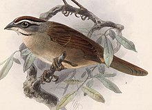 Aimophila rufescens 1902.jpg