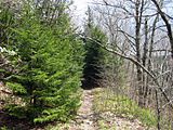 Spruce trees on the Art Loeb Trail