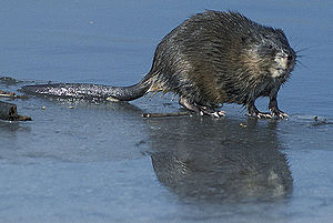 Biisam (Ondatra zibethicus) LC - least concern (ei trüüwet)