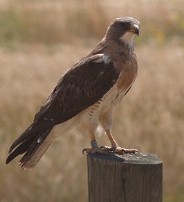 Prairiebuizerd