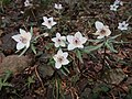 Eranthis pinnatifida