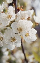 Flor del cirerer