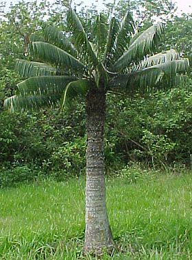 Microcycas calocoma.