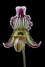 Paphiopedilum fairrieanum.