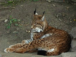 Râs balcanic (Lynx lynx balcanicus)