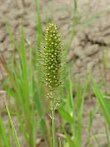 Foxtail millet