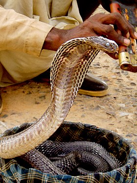 A cobra-de-capelo indiana, Naja naja, é considerada por muitos como a cobra arquetípica.