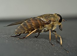 Tabanus sudeticus