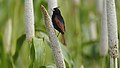 Crested bunting photographed at Saswad-Veer-Lonand Road, Pune, India on 17 SEP 2022