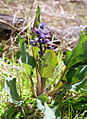 Cynoglossum grande (Western hound's tooth)