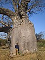 A. digitata u Senegalu