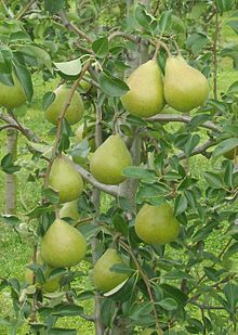 Carola pear.jpg