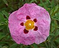 Cistus × purpureus