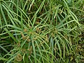 Cyperus alternifolius