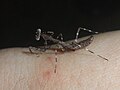 Deroplatys lobata 1st instar nymph on a hand