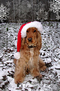 Photograph of a brown English Cocker Spaniel sitting and wearing a red-and-white Santa cap in a snow-themed set