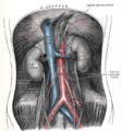 L'aorta abdominal i les seves branques.