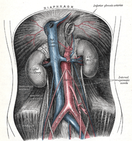 De aorta abdominalis met vertakkingen