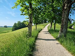 Der Fußweg über den Guntramshügel