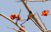 sunbird with metallic green upperparts, yellow belly, and two long tail streamers