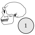 Homo erectus.