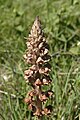 Ginster-Sommerwurz (Orobanche rapum-genistae)